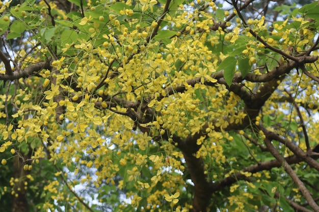 Hermoso árbol de casia árbol de lluvia dorada flores amarillas de fístula de casia en un árbol en primavera