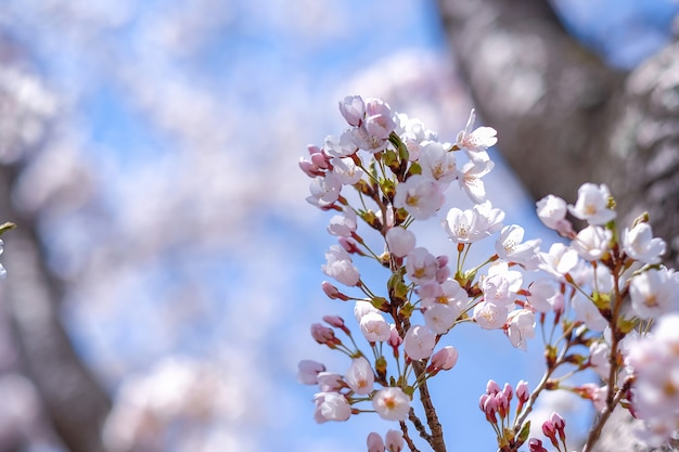 Hermoso árbol de cerezo o flor de Sakura rosa en la temporada de primavera