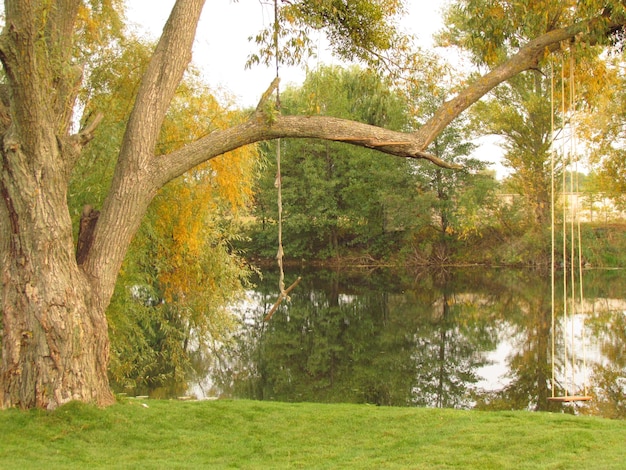 Hermoso árbol con un columpio de cuerda junto al río foto de alta calidad