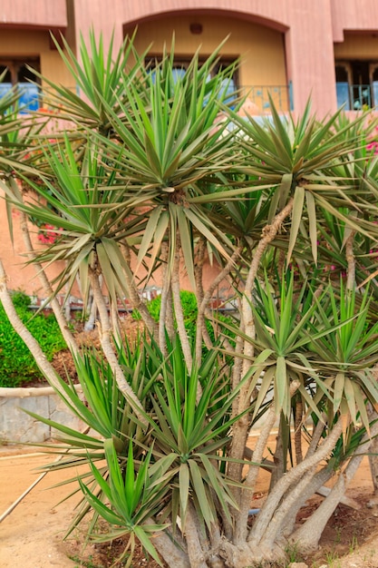 Foto hermoso árbol de dragón dracaena verde en el jardín