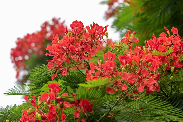 Hermoso árbol fénix, arreglo ordenado de flores rojas ardientes y hojas verdes