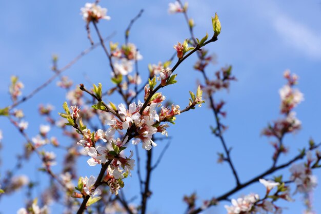 Hermoso árbol con flor al aire libre