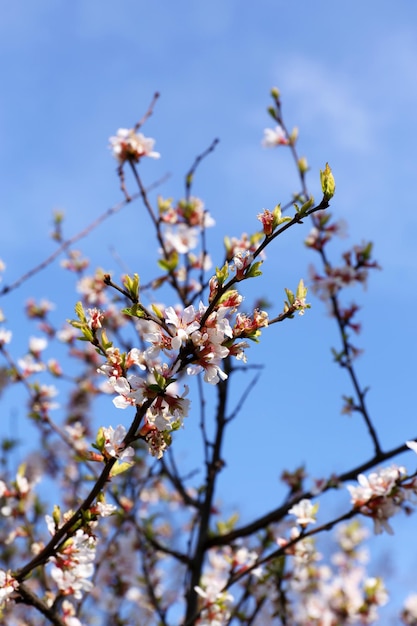 Hermoso árbol con flor al aire libre