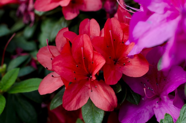 Hermoso árbol de flor de azalea vibrante que florece en el jardín botánico, en Kiev. Flores brillantes de cerca. Tarjeta de felicitación botánica.