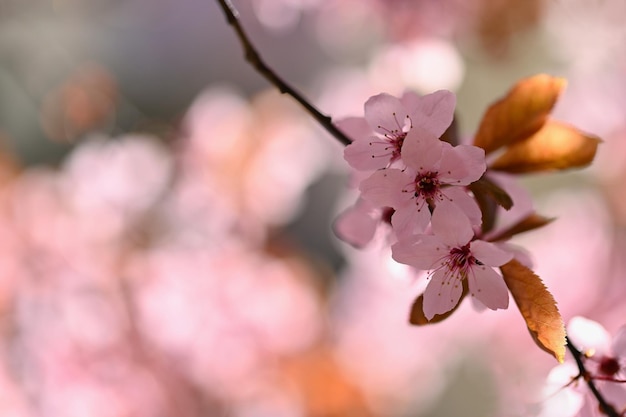 Hermoso árbol floreciente Fondo colorido de primavera con flores Naturaleza en primavera agradable día soleado