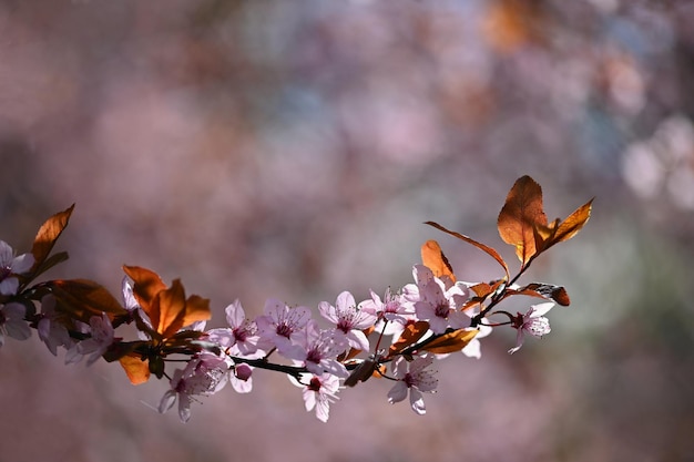 Hermoso árbol floreciente Fondo colorido de primavera con flores Naturaleza en primavera agradable día soleado