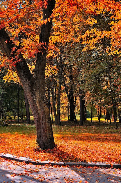 Un hermoso árbol con follaje naranja en un parque de otoño