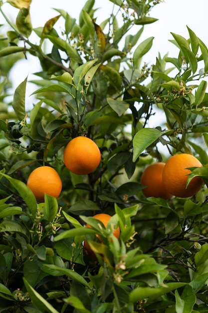 Hermoso árbol con frutas naranjas maduras