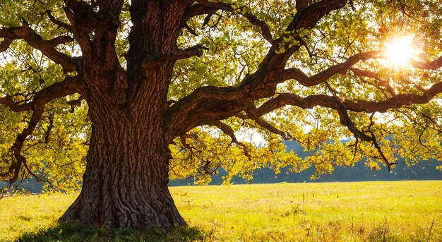 hermoso árbol con un gran prado