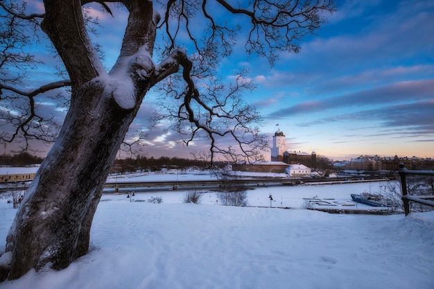 Hermoso árbol grande en el fondo Castillo en la ciudad de Vyborg en invierno en la isla del Golfo de Finlandia al atardecer.