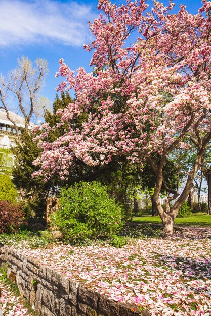 Foto hermoso árbol de magnolia flor rosa en la isla margarita budapest hungría