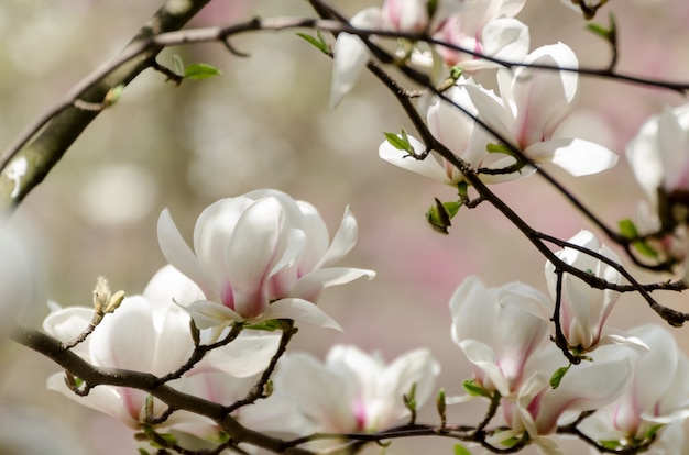 Hermoso árbol de magnolia florece en primavera. flor de magnolia blanca contra la luz del atardecer.