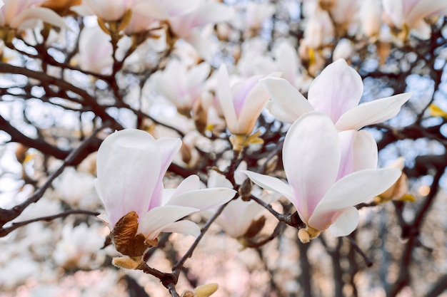 Hermoso árbol de magnolia florece en primavera Flor de magnolia blanca Jentle contra la luz del atardecer Fondo floral románticoxA