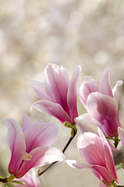 Foto hermoso árbol de magnolia florece en primavera. flor de magnolia contra la luz del atardecer.