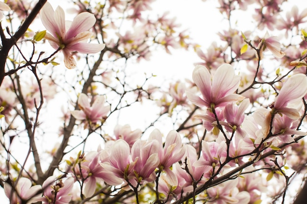 Hermoso árbol de magnolia floreciente de color rosa en la primavera