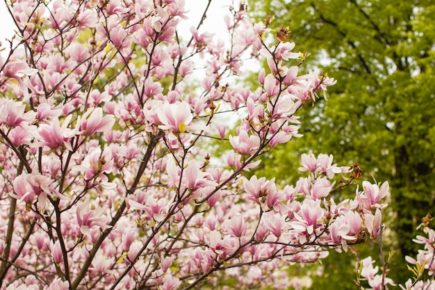 Hermoso árbol de magnolia floreciente de color rosa en la primavera