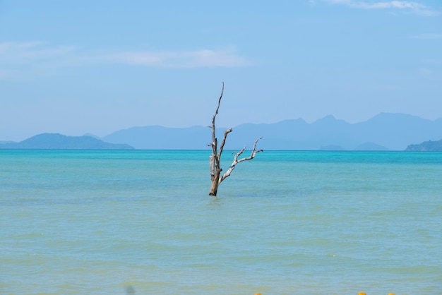 Hermoso árbol en el mar.