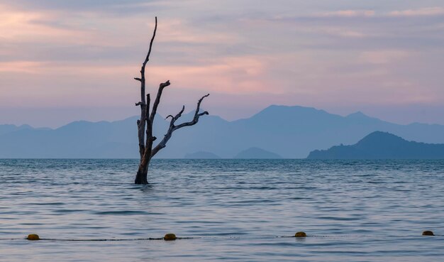 Hermoso árbol en el mar.