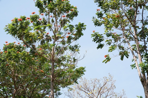 hermoso árbol natural como fondo