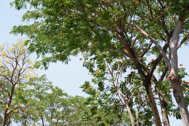 hermoso árbol natural como fondo