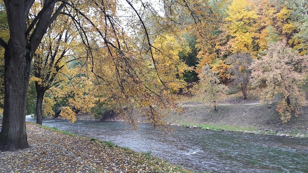 Hermoso árbol de otoño además de un pequeño paisaje fluvial lleno de hojas doradas