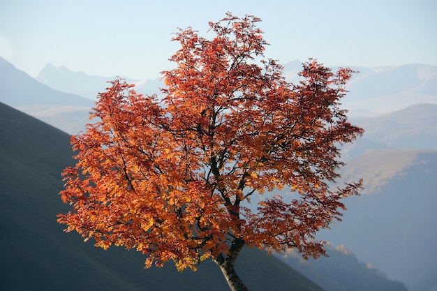 Hermoso árbol de otoño con montañas detrás