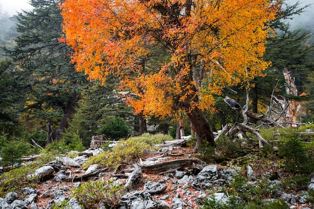 Hermoso árbol de otoño naranja en las montañas