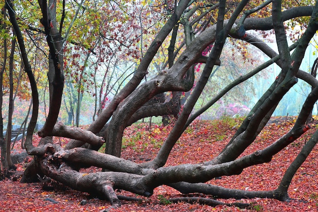 Hermoso árbol en el parque de niebla de la mañana de otoño. Brillante fondo de otoño.