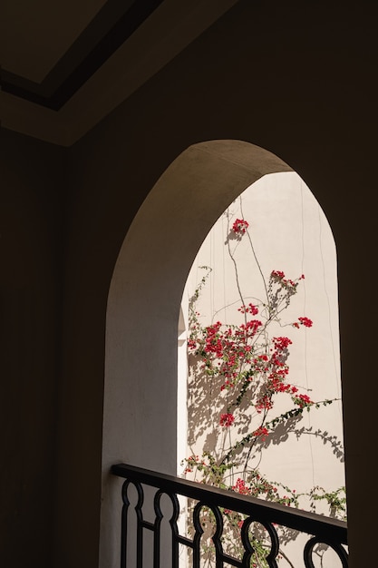 Hermoso árbol de plantas tropicales con flores rojas en la ventana del edificio beige con sombras de la luz del sol.