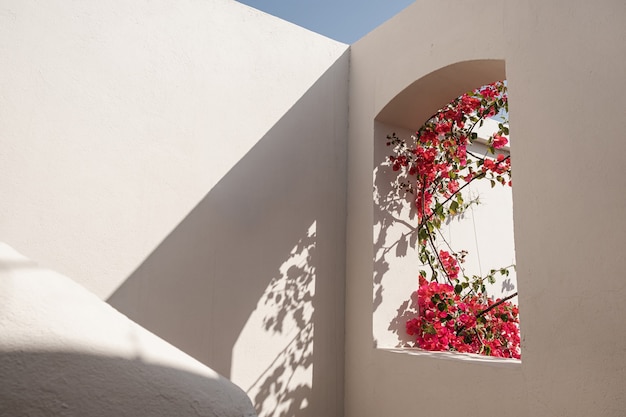 Hermoso árbol de plantas tropicales con flores rojas en la ventana del edificio beige con sombras de la luz del sol.