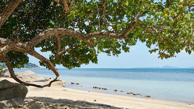 Hermoso árbol en una playa. Vista marítima. Tailandia