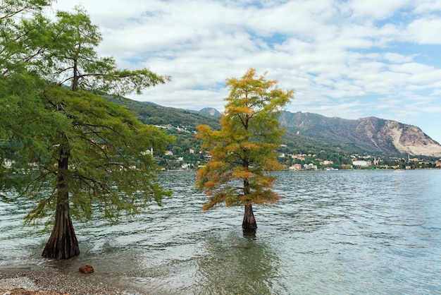 Hermoso árbol que crece en el agua en la isla de Bella Italia