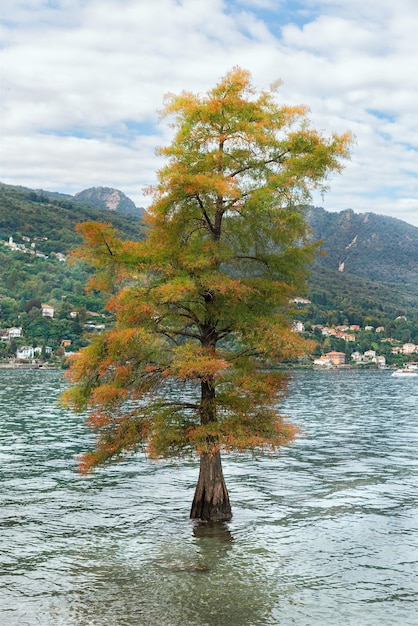 Hermoso árbol que crece en el agua en la isla de Bella Italia