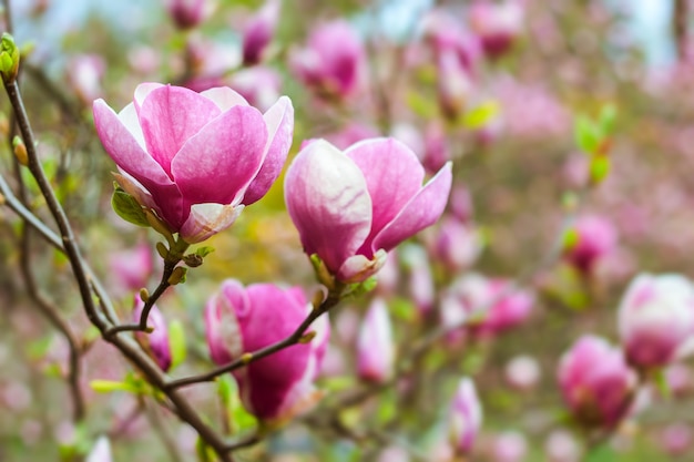 Hermoso árbol de rama de magnolia rosa que florece en la primavera