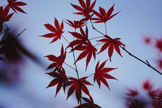 El hermoso árbol rojo deja en la naturaleza.