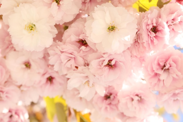 Hermoso árbol de sakura en un día soleado de primavera