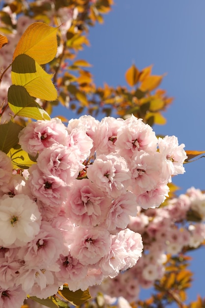 Hermoso árbol de sakura en un día soleado de primavera