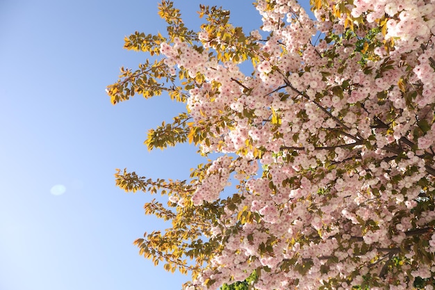 Hermoso árbol de sakura en un día soleado de primavera