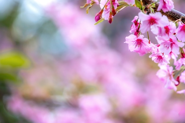 Hermoso árbol de sakura de flores de cerezo florecen en primavera sobre el jardín, copie el espacio, de cerca.