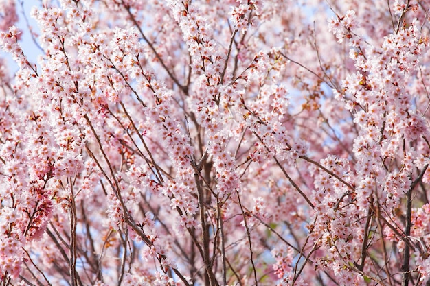 Hermoso árbol de sakura rosa