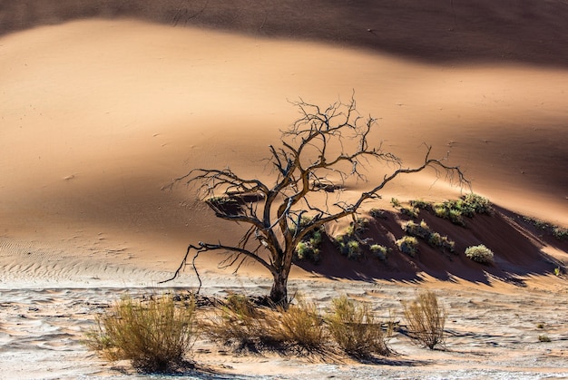 Hermoso árbol seco en las dunas