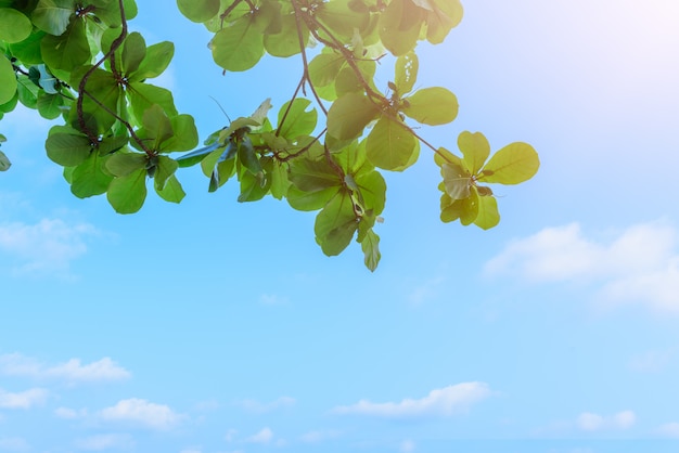 Hermoso árbol sobre fondo de cielo azul