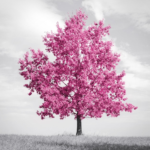 Foto hermoso árbol solitario abstracto con hojas rojas asombrosas en un prado blanco y negro con imagen modificada de color selectiva perfecta para la decoración interior de la casa de moda