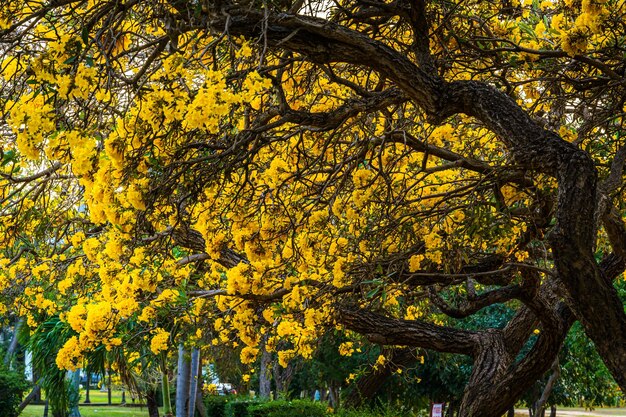 Hermoso árbol de trompeta de oro amarillo floreciente o Tabebuia aurea en la carretera del amarillo que está floreciendo con el parque en el día de primavera en el jardín y el fondo del cielo al atardecer en Tailandia