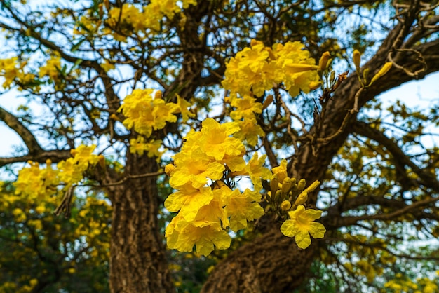 Hermoso árbol de trompeta de oro amarillo floreciente o Tabebuia están floreciendo con el parque en el día de primavera en el jardín y el fondo del cielo azul de la puesta de sol en Tailandia