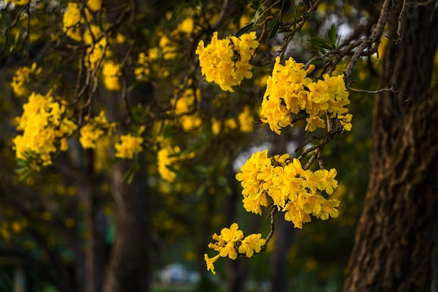 Hermoso árbol de trompeta de oro amarillo floreciente o Tabebuia están floreciendo con el parque en el día de primavera en el jardín y el fondo del cielo azul de la puesta de sol en Tailandia