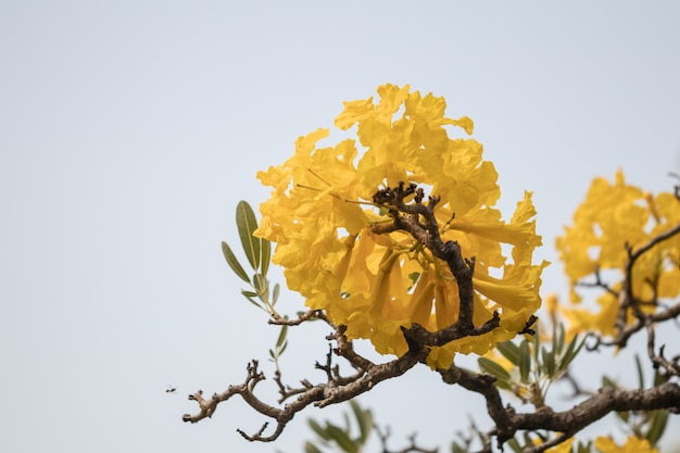 Hermoso árbol de trompeta de plata