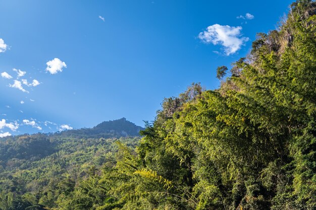 hermoso árbol verde alto con cielo azul bajo el sol de verano