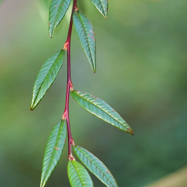 El hermoso árbol verde deja en la naturaleza.