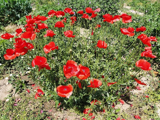 Hermoso arbusto de amapolas rojas Foto de lado Amapolas silvestres en el campo